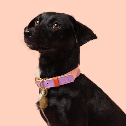 Collares de Perro